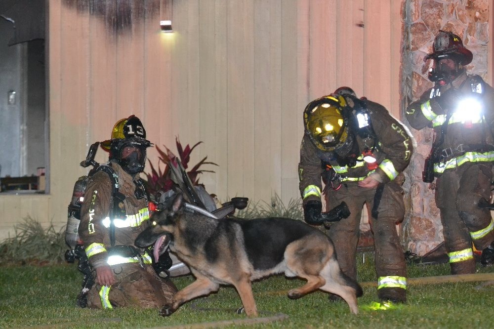 cão (Foto: SEMINOLE COUNTY FIRE DEPARTMENT)