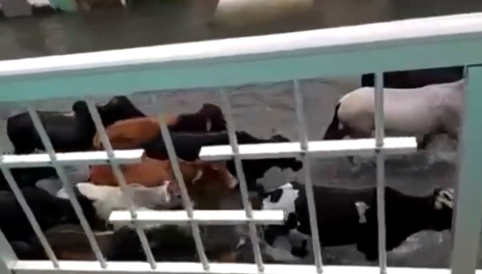 Animais na rua durante chuva em Conde.  — Foto: Reprodução / TV Bahia 