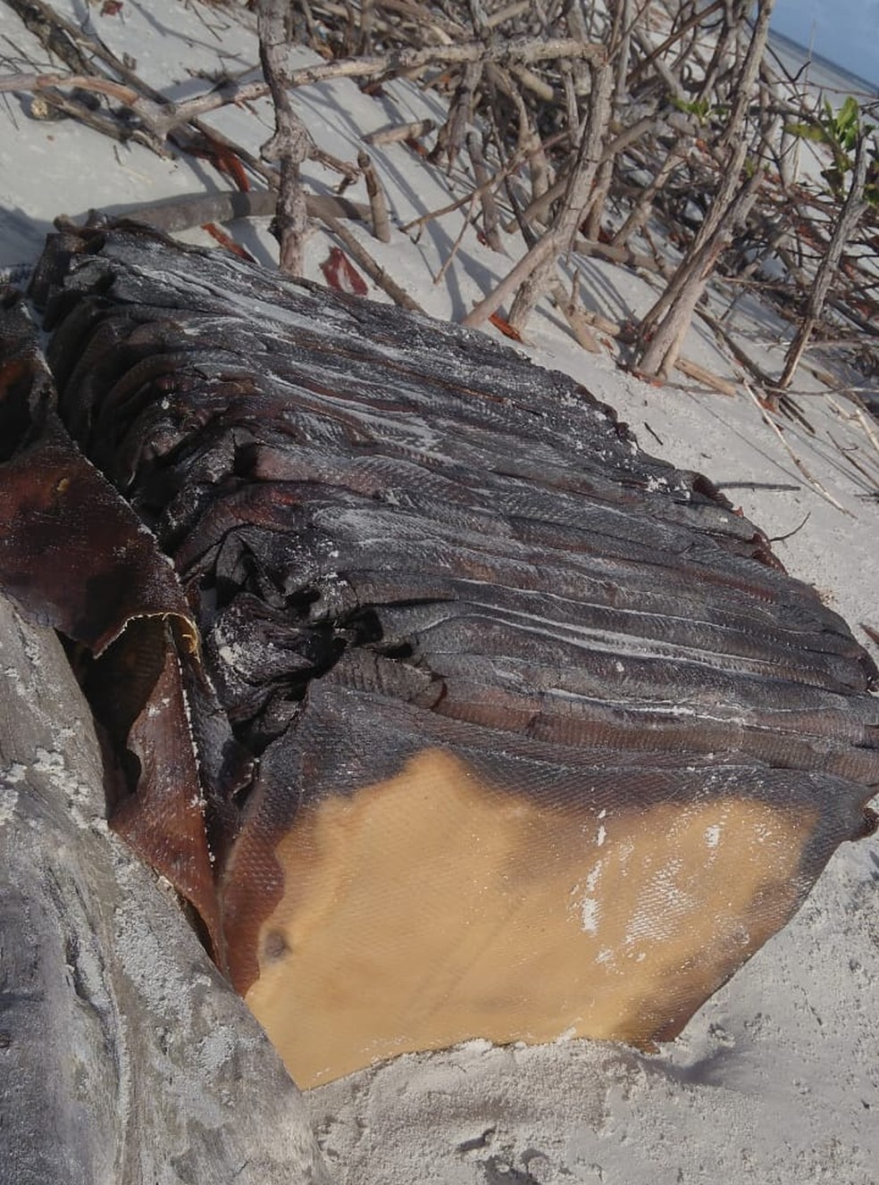 Pacote encontrado na praia de Ajuruteua, em Bragança, no Pará. — Foto: Reprodução / Ideflorbio