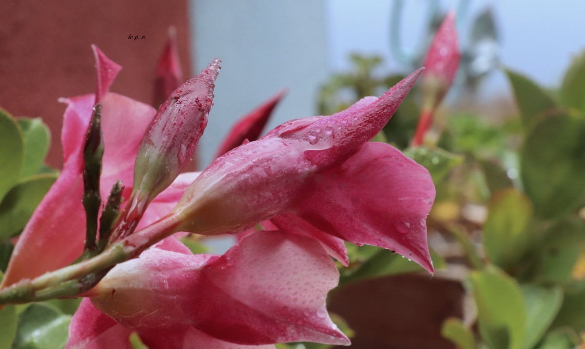 As flores da Mandevilla podem ser cor de rosa, vermelhas, brancas ou amarelas, variando de tamanho consoante o hibrido em questão (Foto: Flickr / Lolichicharrera / CreativeCommons)
