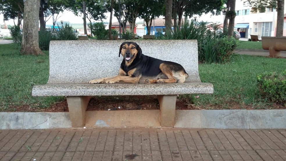 Vira-lata descansando em banco de praça  — Foto: Arquivo Pessoal
