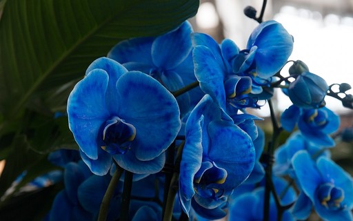 Como são produzidas as orquídeas azuis coloridas artificialmente? - Casa e  Jardim | Flores
