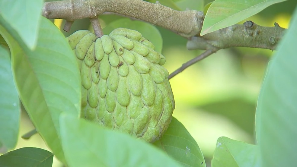 Produtores de atemoia n&atilde;o conseguem exportar a fruta &mdash; Foto: Reprodu&ccedil;&atilde;o/TV TEM