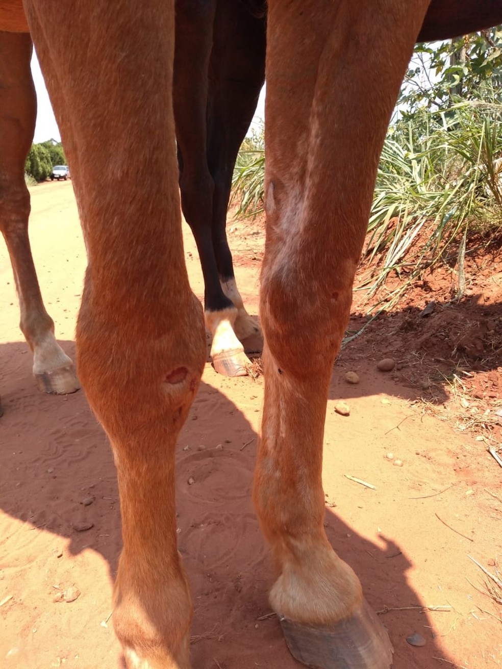 Cavalo é alvo de maus-tratos em Rosana — Foto: Polícia Ambiental 