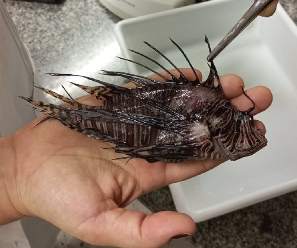 Animal da esp&eacute;cie peixe-le&atilde;o encontrado na costa do Rio Grande do Norte &mdash; Foto: Amanda Melo/Inter TV Costa Branca