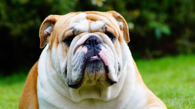 Buldogues ingleses apresentam 49 vezes mais chances de desenvolver dermatite nas dobras do que cães de raças não puras (Foto: Unsplash/ Fakhriddin Mamadaliyev/ CreativeCommons)