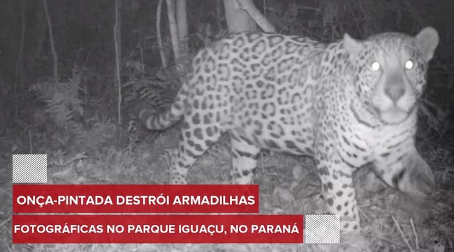 Onça-pintada destrói armadilhas fotográficas no Parque Nacional do Iguaçu