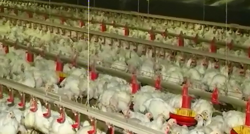 Produtores afirmam que sistema aumenta a produção e a qualidade do frango — Foto: Reprodução/TVCA