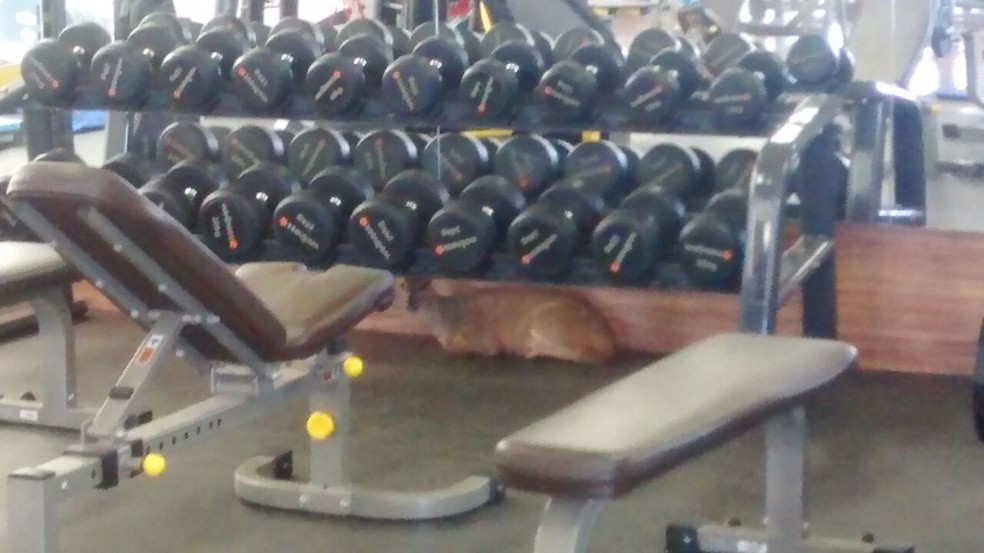 Veado também se escondeu embaixo dos pesos na sala de musculação de academia em Uberlândia (Foto: PMMA/Divulgação)