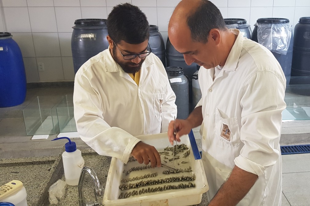 Em laboratório, pesquisadores estudam características de reprodução e alimentação dos peixes capturados no São Francisco — Foto: Divulgação/Cemafauna/Univasf