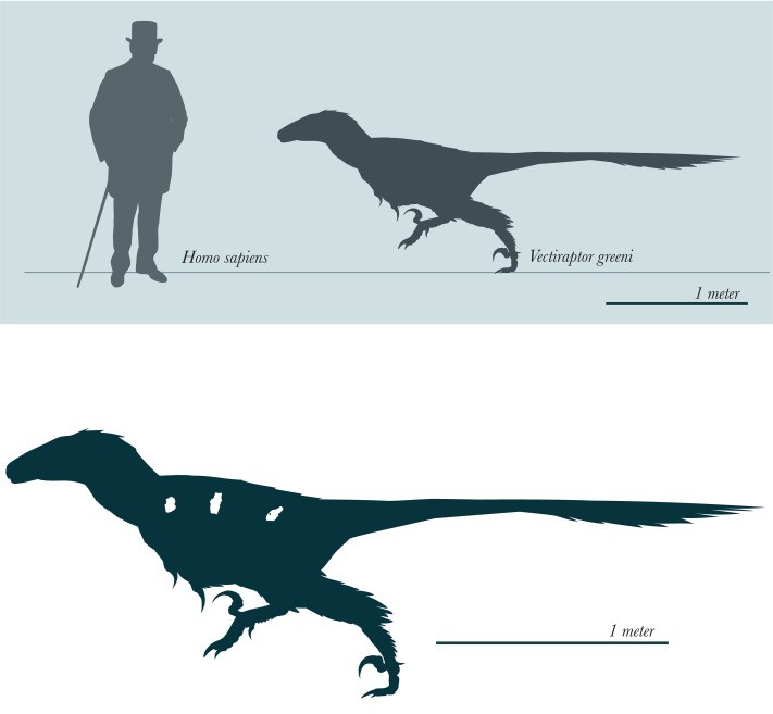 Vectiraptor greeni em comparação ao tamanho de um ser humano moderno  (Foto: Nicholas R.Longrich et.al )