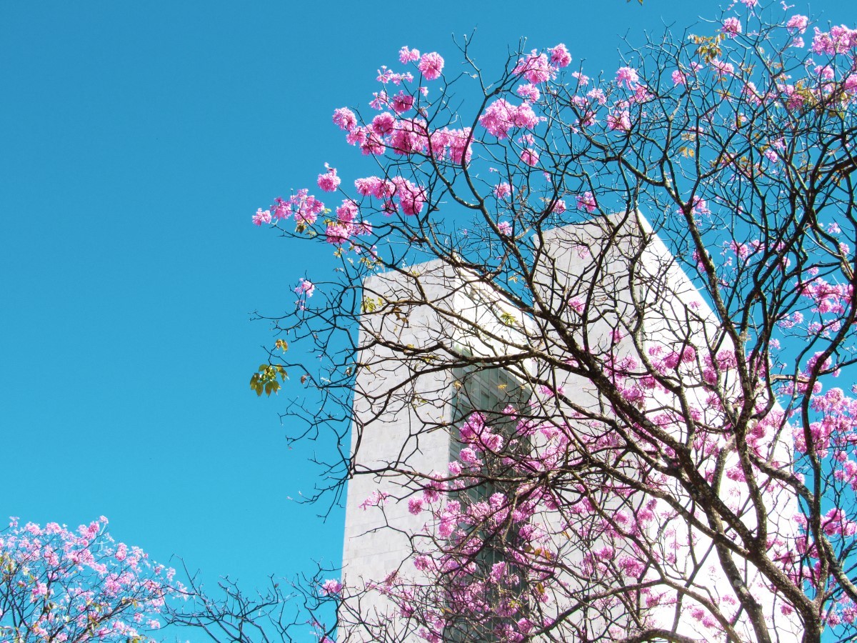 Ipê-roxo: saiba como cuidar da árvore originária da Mata Atlântica - Casa e  Jardim | Paisagismo