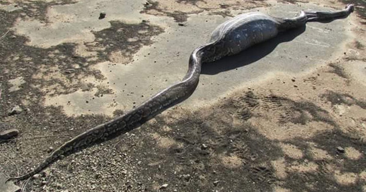 Qual o maior animal que uma cobra pode comer? Veja flagras