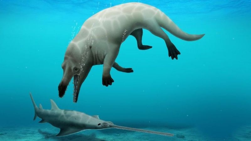 Espécie ancestral de baleia de quatro pernas é descoberta no Egito thumbnail