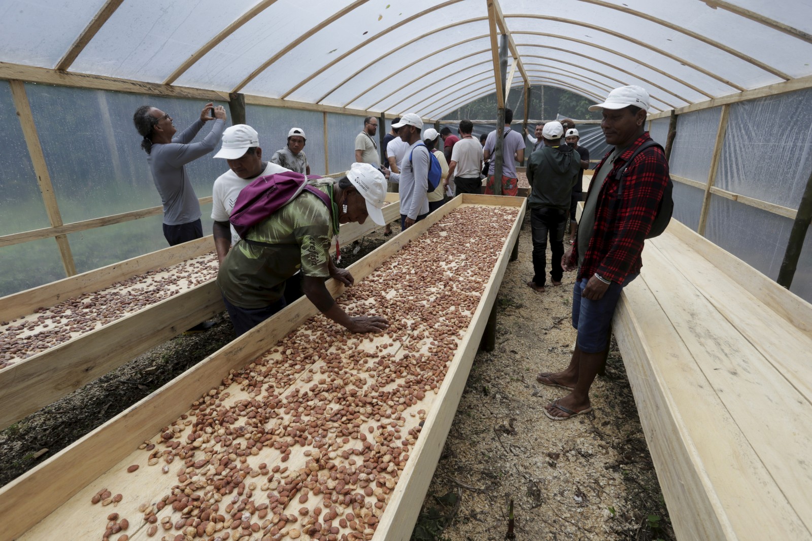 Beneficiamento de sementes de cupuaçu na preparação de chocolate , no Centro Yorenka Tasorentsi , em Marechal Thaumaturgo -  Foto: Domingos Peixoto / Agência O Globo