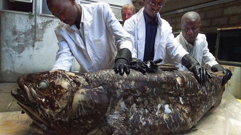 Funcionários do Museu Nacional do Quênia exibem um celacanto capturado em 2001 — Foto: Getty Images via BBC