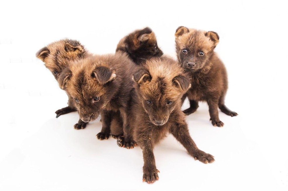 Filhotes de lobo-guará são acolhidos no Zoológico de Brasília — Foto: Zoológico de Brasília/Divulgação