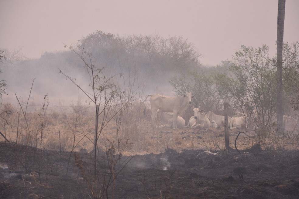 Fogo devastou algumas regiões do Pantanal — Foto: Corpo de Bombeiros/Divulgação