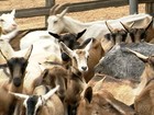 Com técnicas simples, PB torna-se líder na produção leiteira de cabras