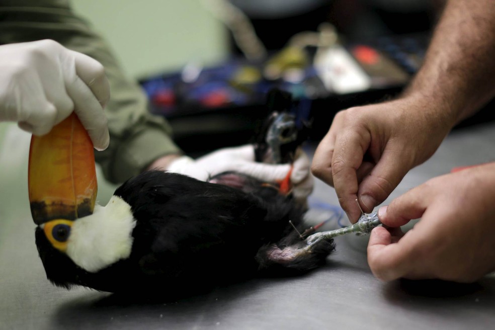 Tucano que sofreu uma lesão em uma das pernas recebe tratamento de eletroacupuntura no hospital veterinário do Zoológico de Brasília. — Foto: Ueslei Marcelino/Reuters