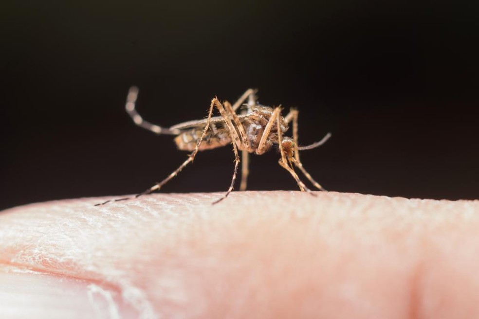 Entre janeiro e fevereiro de 2023, foram registrados 125 casos de malária — Foto: Reprodução