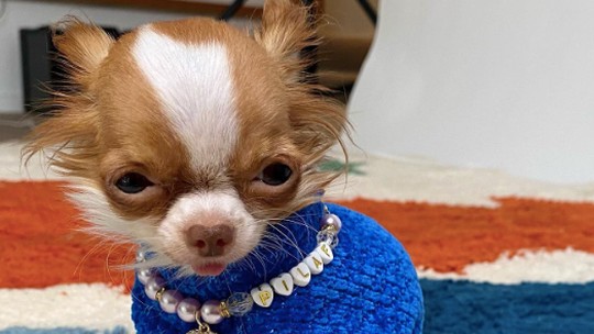 Demi Moore faz campanha para sua Chihuahua de 700g entrar no Guinnes Book e web critica; veja fotos