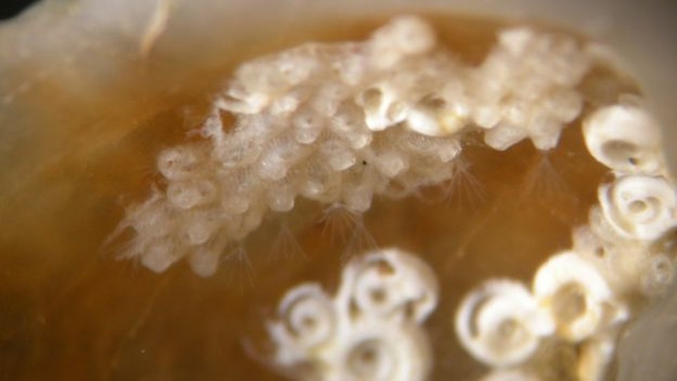 Klugerella petasus, uma espécies de briozoário descrita para o Brasil. A foto tirada no Microscópio Eletrônico de Varredura mostra a complexidade do exoesqueleto dos briozoários (Foto: Divulgação)