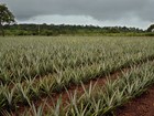 Plantio do abacaxi no Tocantins inicia com o período chuvoso