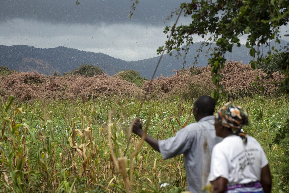 Agricultores observam enxame de gafanhotos na aldeia de Katitika, Quênia — Foto: Ben Curtis/AP