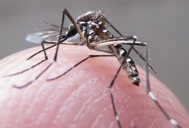 Aedes aegypti, o mosquito que transmite o vírus zika (Foto: Rafael Neddermeyer/ Fotos Públicas)