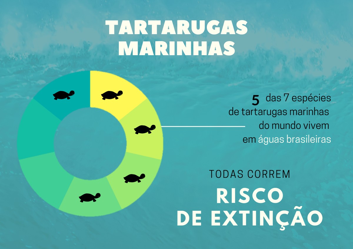 Tartarugas marinhas cinco das sete espécies vivem no Brasil Terra da Gente G1