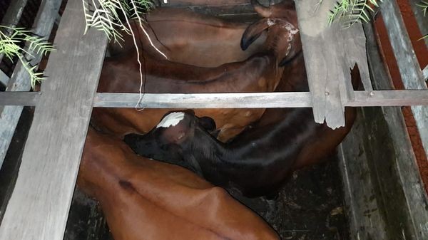 Suspeitos de furto de gado pulam de caminhão em movimento durante perseguição em Cunha