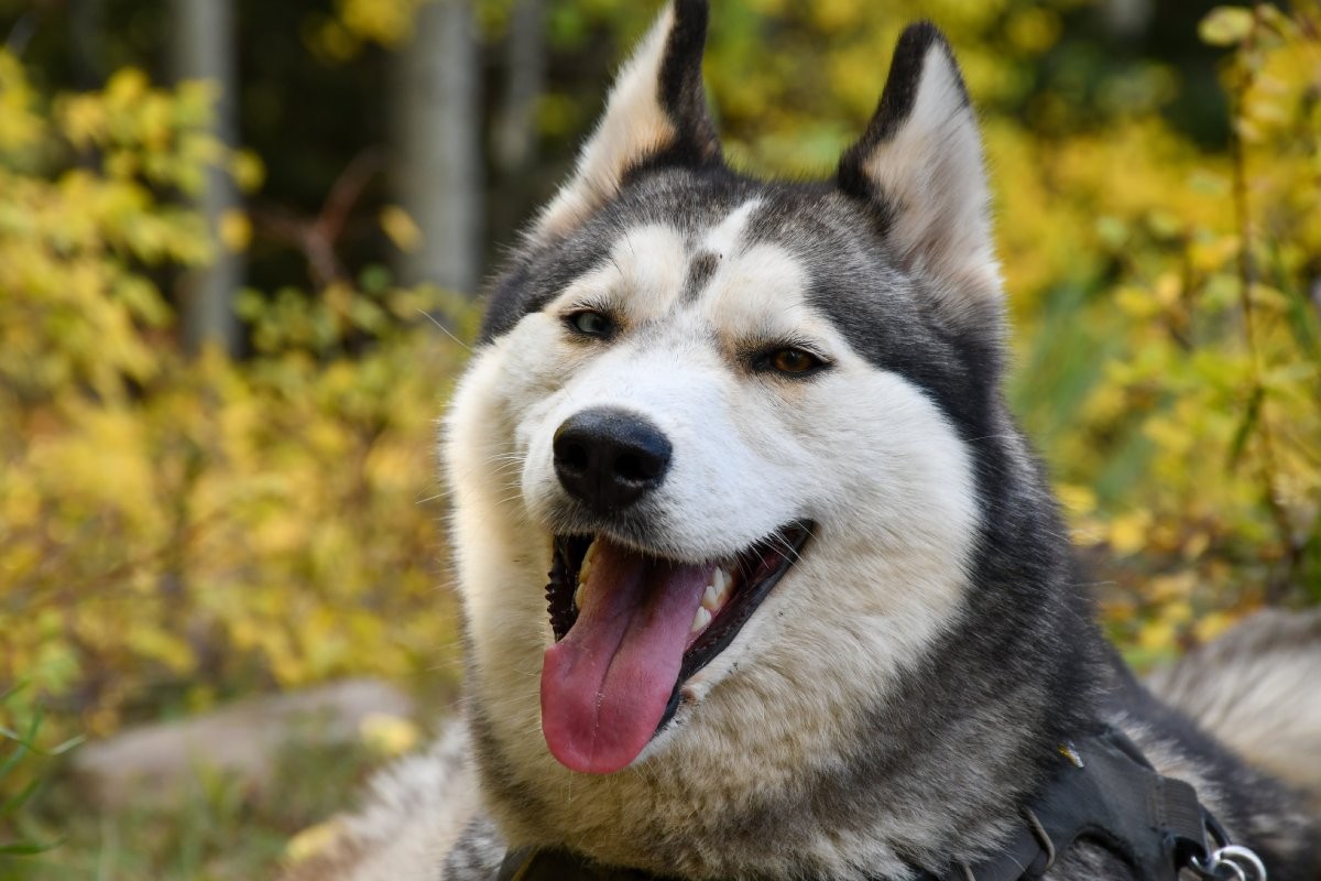 Raças de cães como akita e husky siberiano têm configuração genética muito semelhante à dos lobos (Foto: Unsplash/ Megan Byers/ CreativeCommons)