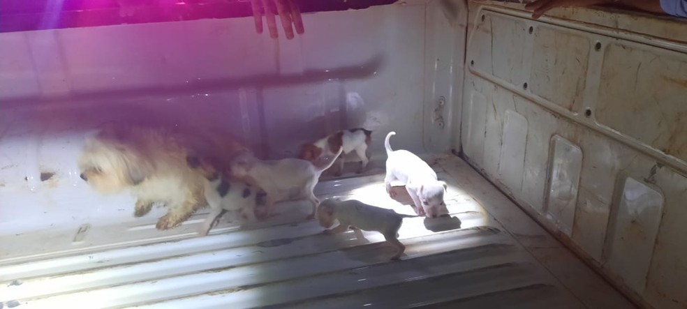 Quase 50 cães que estavam trancados em uma casa, sem comida ou água, foram resgatados nesta quinta-feira (12) em Rondonópolis, sul de Mato Grosso — Foto: PM Ambiental de Rondonópolis