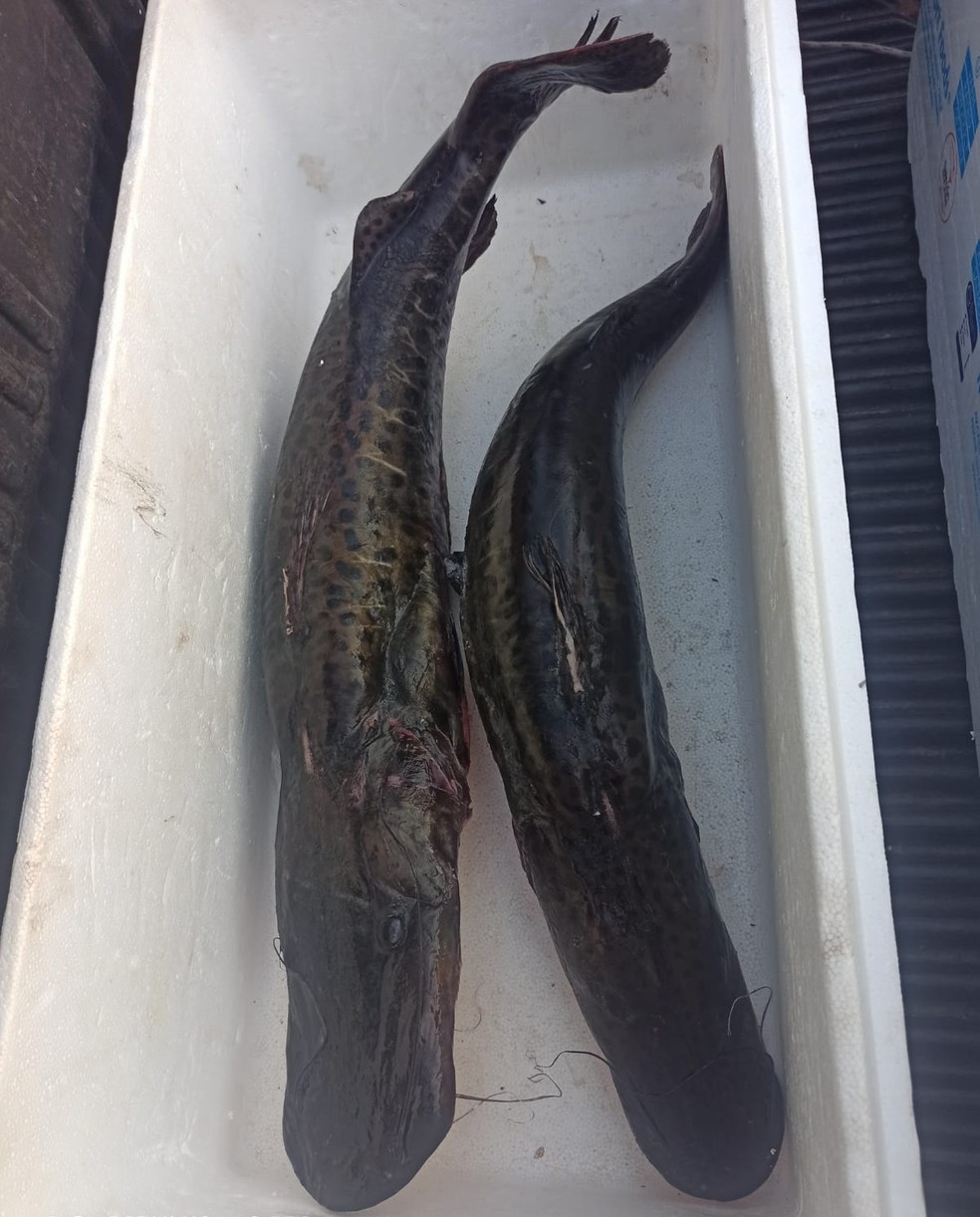 Mais de 14 kg de pescados foram apreendidos — Foto: Polícia Ambiental 