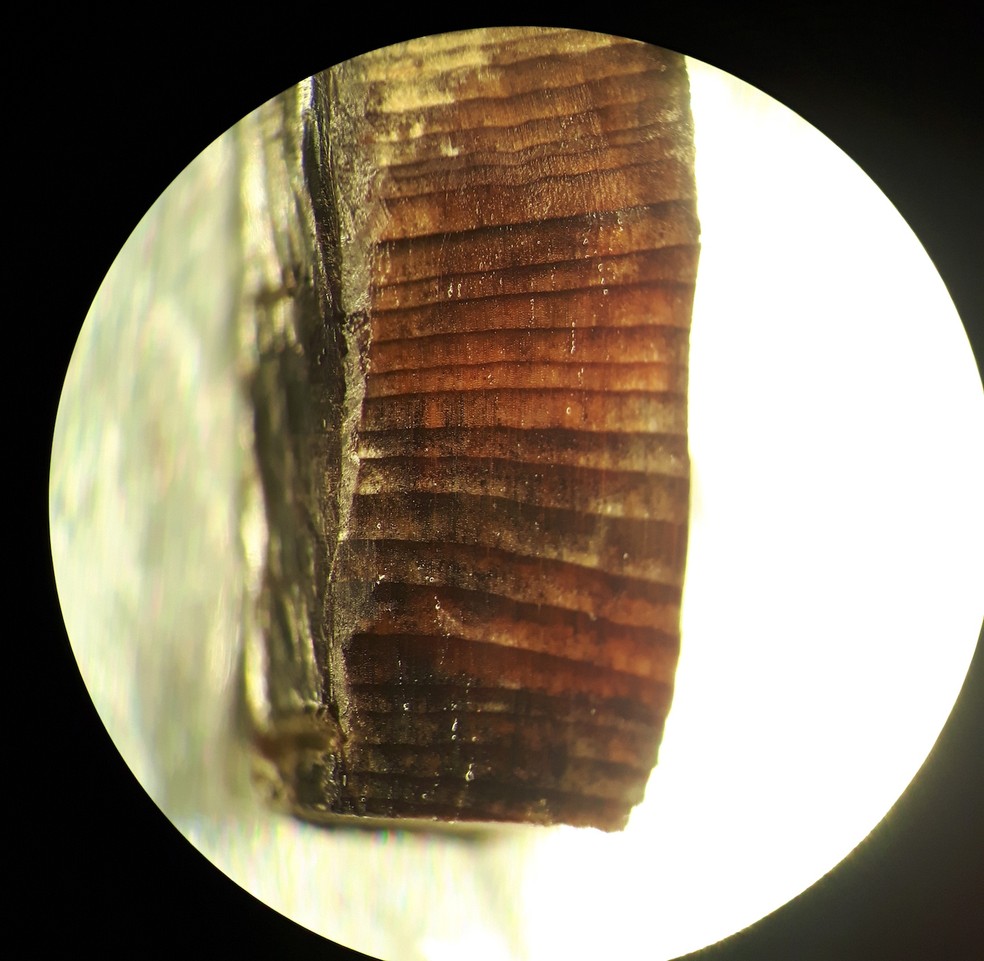Análise em microscópio de pedaço de madeira encontrado na localidade de L’Anse aux Meadows.  — Foto: Petra Doeve/Nature