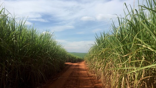 Safra de cana do Brasil deve crescer 7%, com protagonismo do açúcar