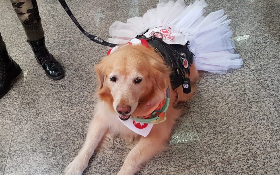Golden Laika Triciclo faz parte dos cães 'terapeutas', em Goiânia, Goiás — Foto: Yanka Araújo/TV Anhanguera