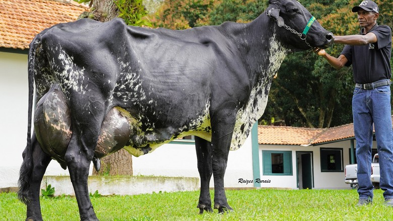 Vaca Girolando no Guinness (Foto: Raízes Rurais/Divulgação)