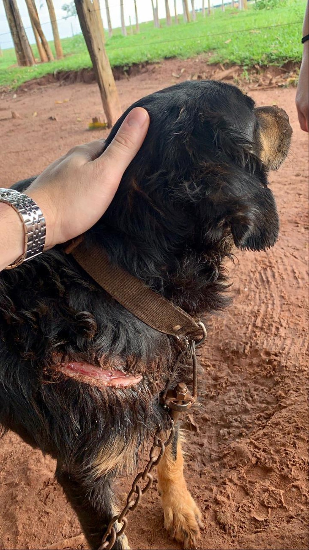 Investigadores de MS disseram que animal é extremamente dócil — Foto: Polícia Civil/Divulgação