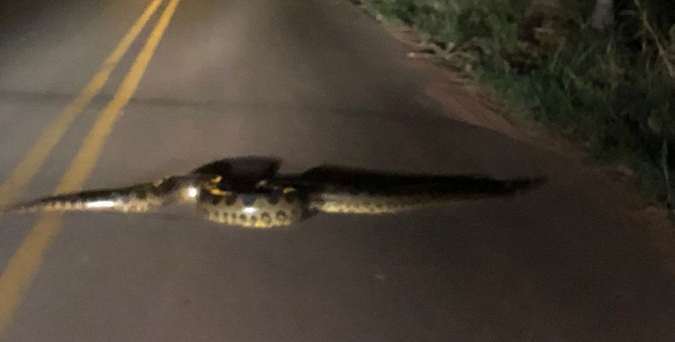Registro da cobra sucuri foi feito por volta das 23h, na última quarta-feira (19), em Itápolis — Foto: Edvaldo Antônio Pereira/ Arquivo Pessoal