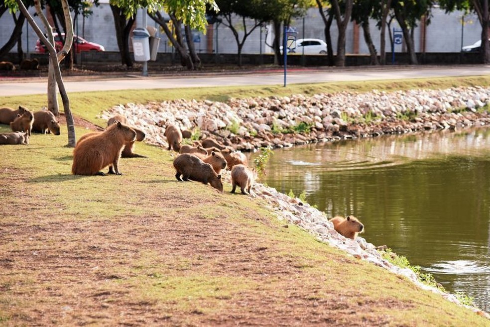 Acorde foi feito entre a UFMT e a Prefeitura para estudar os animais que vivem nessas áreas — Foto: Gustavo Duarte
