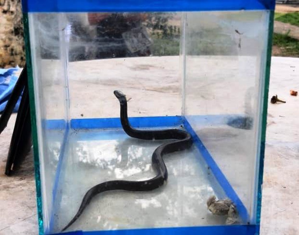 King Snake foi levada para o Cetas/Tangará, centro de referência da Agência Pernambucana do Meio Ambiente (CPRH), no Recife — Foto: CPRH/Divulgação