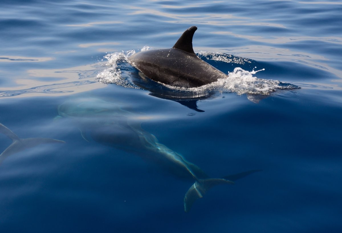 Golfinhos também podem ser perigosos caso se sintam ameaçados (Foto: Unsplash/ Bertrand Borie/ CreativeCommons)