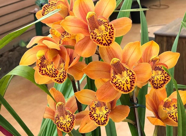 Orquídea Cymbidium: em variadas cores, são comercializadas como planta para dar de presente (Foto: Sapucaia Paisagismo / Divulgação)
