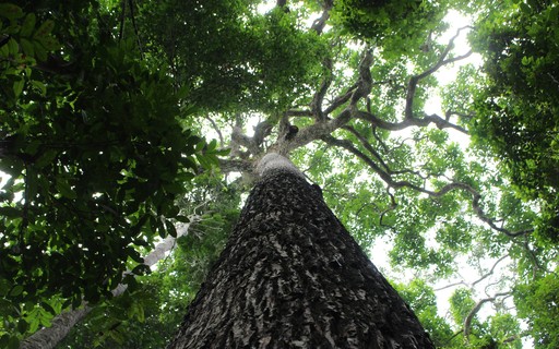 Árvores da Amazônia são 