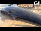 Baleias encalham no litoral do RN; sete morrem