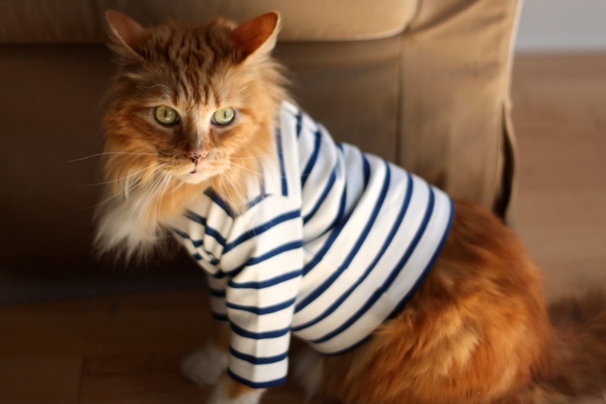 Os tutores não devem forçar o animal a usar a roupa, é preciso ter calma e paciência na hora de colocá-la  (Foto: Flickr/ Claudia/ CreativeCommons)