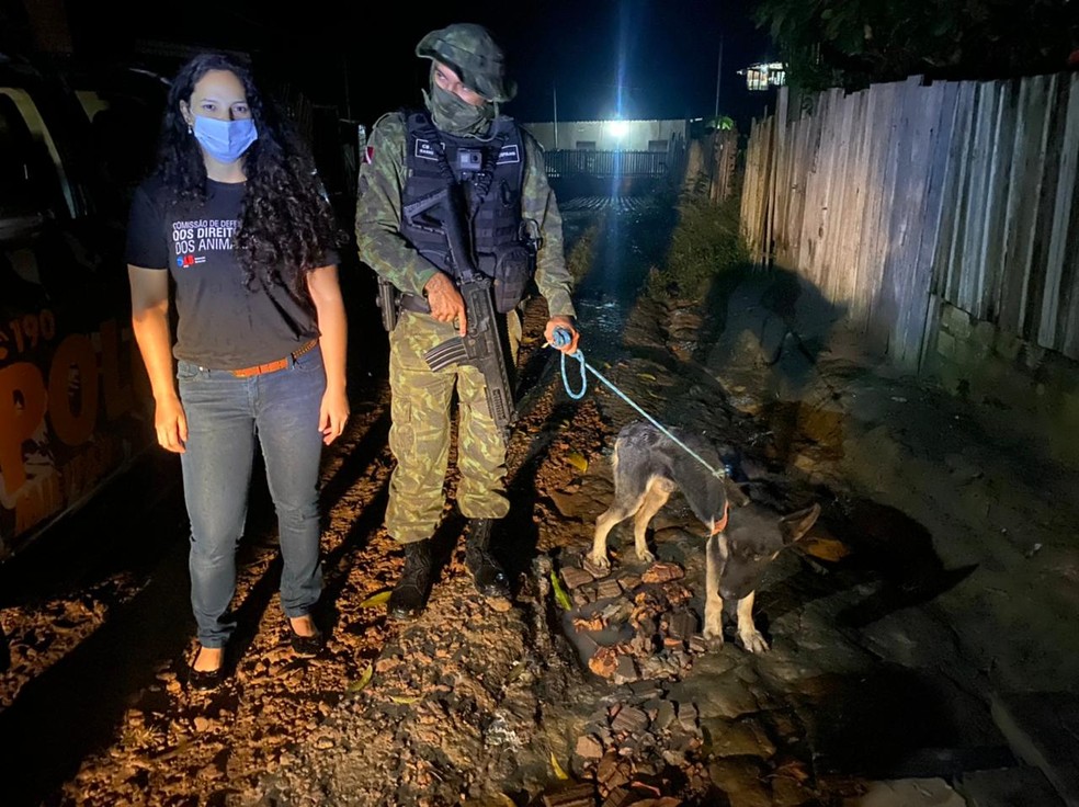 Após denúncia, cachorro vítima de maus-tratos foi resgatado por representante da OAB e equipe da Cipamb — Foto: OAB/Divulgação