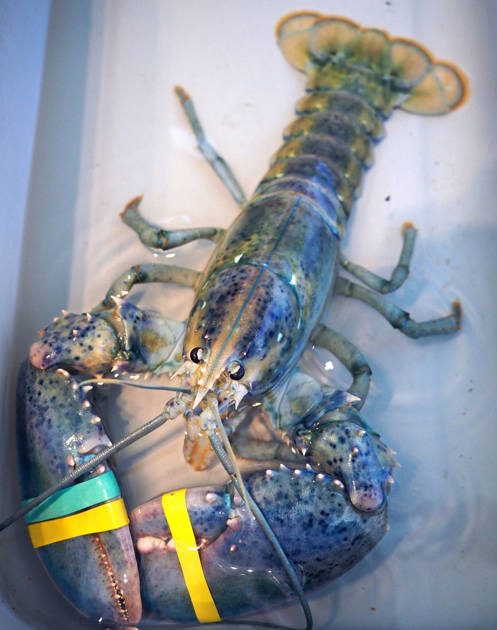 Rara lagosta azul é pescada na costa leste dos EUA (Foto: Rich Beauchesne/Portsmouth Herald via AP)